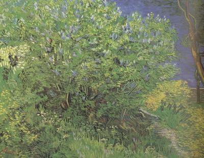 Vincent Van Gogh Lilacs (nn04) China oil painting art